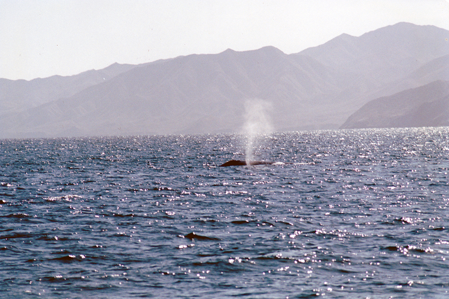 Grey Whales in Bahia Magdalena