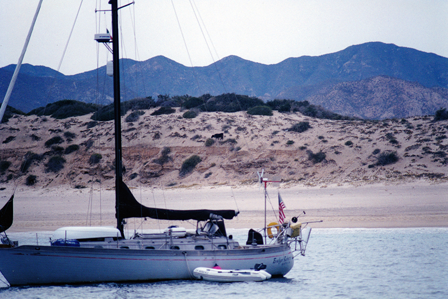 Cattle Grazing off the Beach at Los Frailes