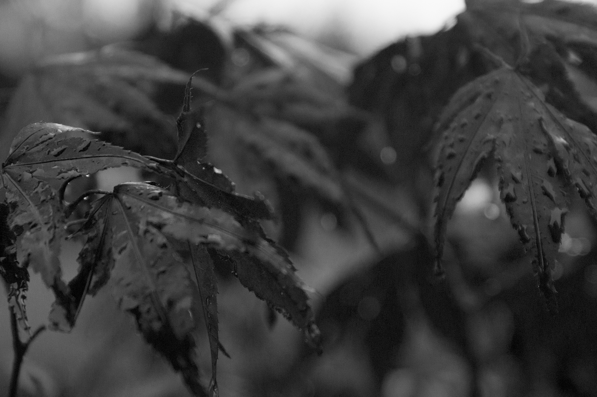 B&W photo Japanese Maple